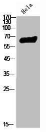 RELA Antibody