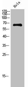 RELA Antibody