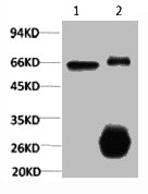 RELA Antibody