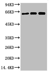 RELA Antibody