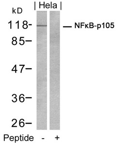 NFKB1 (Ab-932) Antibody