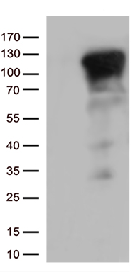 NFKB1 Antibody