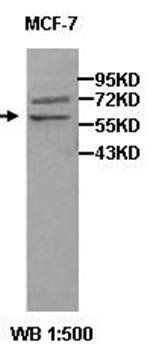 NFKB3 Rabbit Polyclonal Antibody