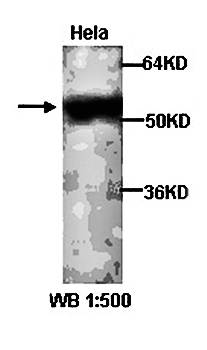 NFKB3 Rabbit Polyclonal Antibody