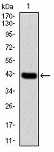 NFKBIA Antibody