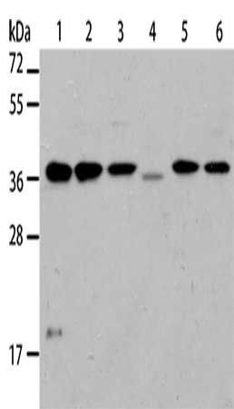 NFKBIA Antibody