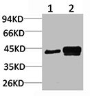 NFKBIA Antibody