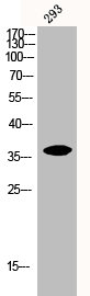 NFKBIA Antibody