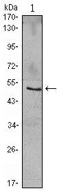 NFKBIB Antibody