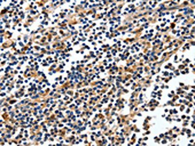 NFKBID Antibody