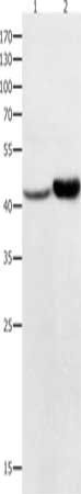 NFKBID Antibody