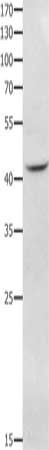 NFKBID antibody