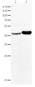 NFKBID Antibody