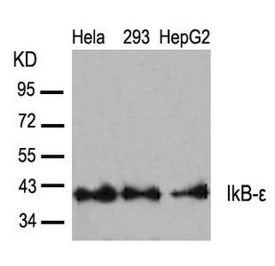 NFKBIE Antibody