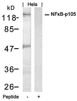 NFκB-p105 (Ab-927) Antibody