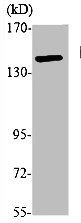 NFRKB Antibody
