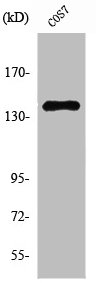 NFRKB antibody