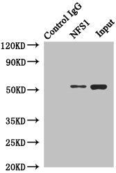 NFS1 antibody