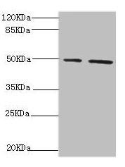 NFS1 Antibody