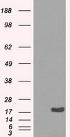 CSPG4 Antibody