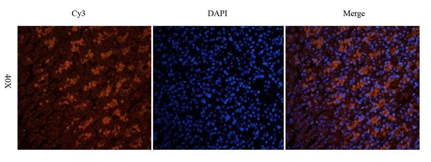 NG2 antibody