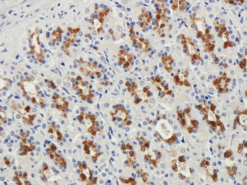 NG2 antibody