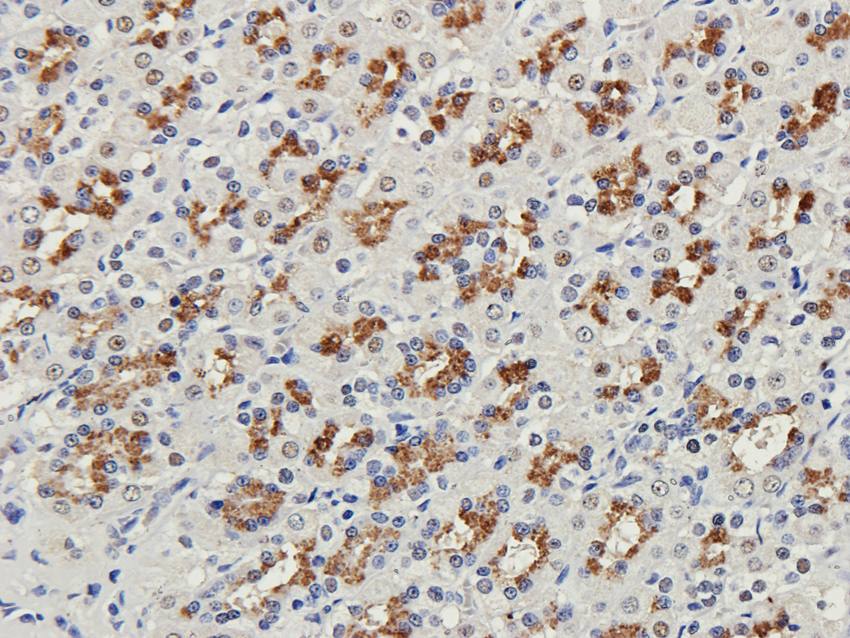 NG2 antibody