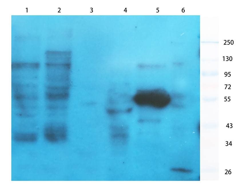 NG2 antibody