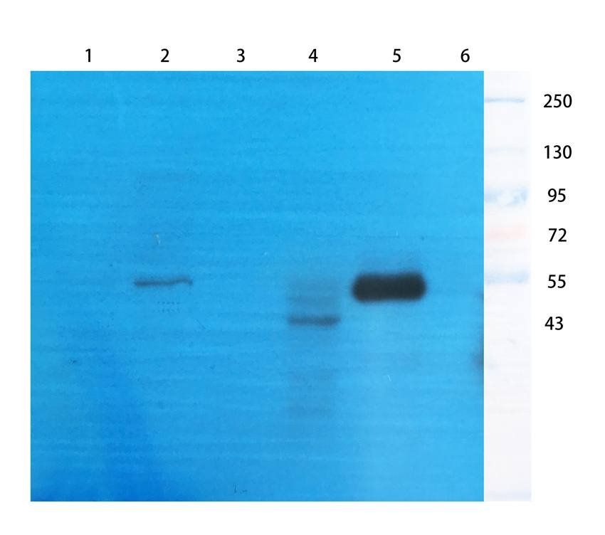 NG2 antibody