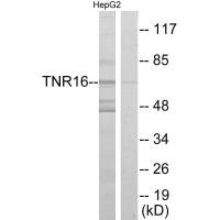 NGFR antibody
