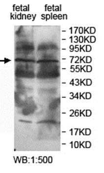 NGFR Rabbit Polyclonal Antibody