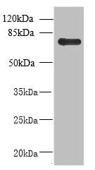 NHLRC2 antibody