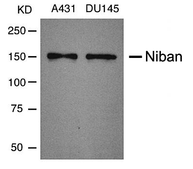 Niban Rabbit Polyclonal Antibody