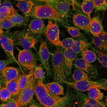 Niban-like protein Rabbit Polyclonal Antibody