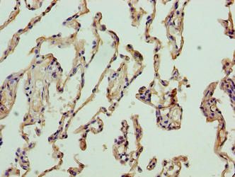 NICN1 antibody