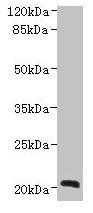 NICN1 Antibody