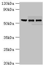 Nicotinate phosphoribosyltransferase antibody