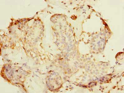 NIF3L1 antibody