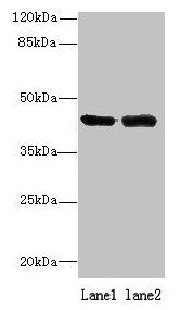 NIF3L1 Antibody