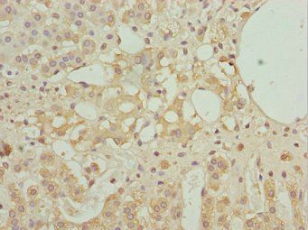 NINL Antibody