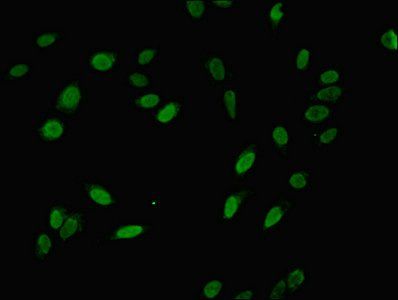 NIP7 Antibody
