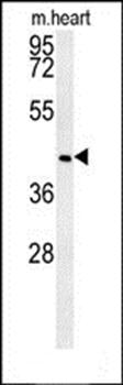 NIPAL2 antibody