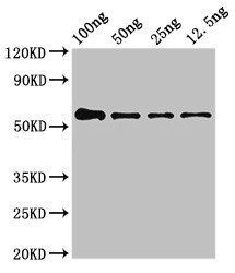 NIPBL antibody