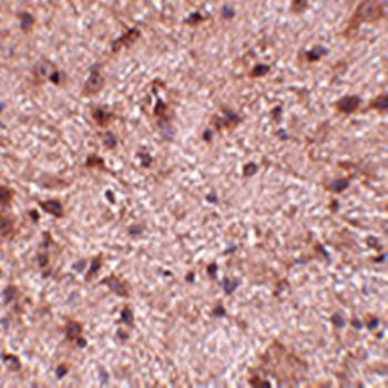 NIPSNAP3B Antibody