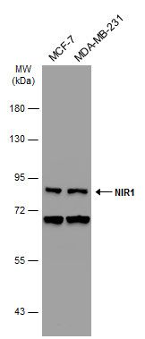 NIR1 antibody