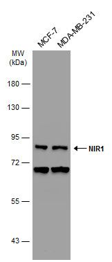 NIR1 antibody [C3], C-term