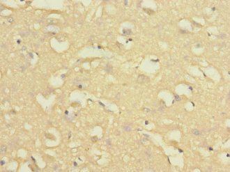 NISCH Antibody