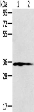 NIT1 Antibody