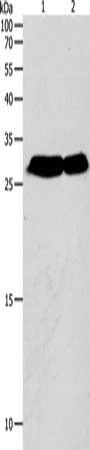 NIT2 Antibody