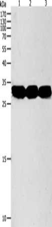 NIT2 Antibody